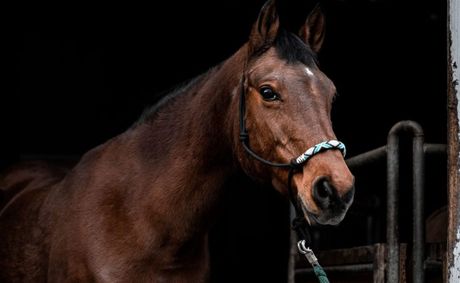 3 horses stabbed at Las Vegas Super Show, teen arrested