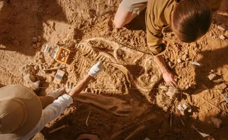 Chinese Scientists Discover New Species of Feathered Dinosaur