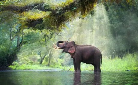 China’s Wild Asian Elephant Population Grows to Nearly 400 Through Conservation Efforts