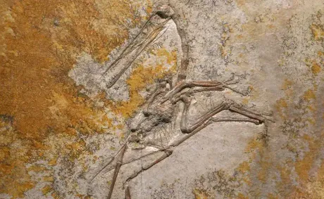 Chinese Researchers Reveal Missing Link in Evolution of Birds’ Tails