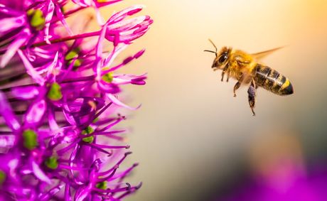 Bee Losses Hit Crisis Levels in 2026, Expert Warns | EUR EXCLUSIVE