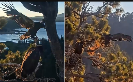 Big Bear eaglet Sandy falls from nest tree in frightening livestream