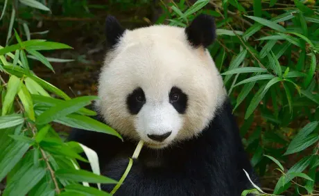 China Achieves Key Breakthrough in Giant Panda Reintroduction Research