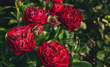 Premium Rose Bushes: Why April & Ashley Is the Best Choice.