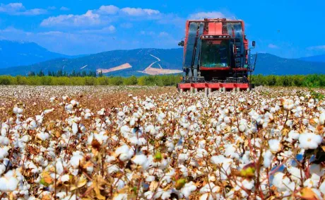 Egypt Launches National Initiative to Boost Cotton Industry and Support Small Businesses