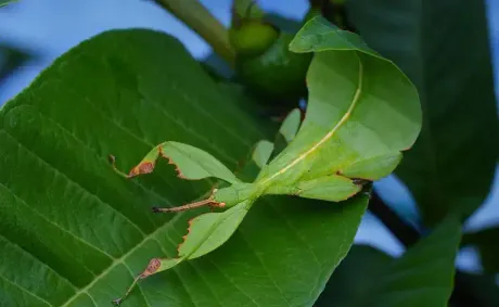Chinese Province Discovers Rare Species of Leaf Insect