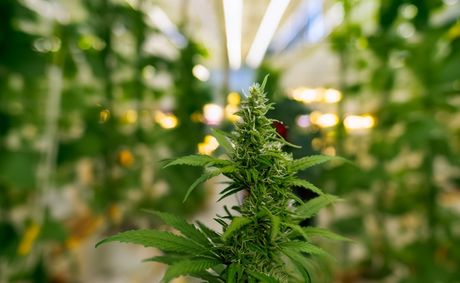 TSA medical marijuana rules explained for Texas travelers