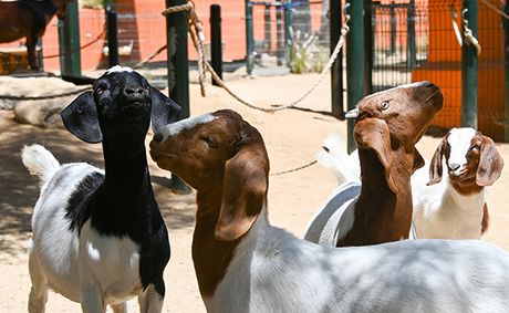 LA Zoo welcomes new boer goat kids to Children’s Zoo
