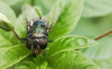 Flesh-eating screwworm found in Texas shocks officials
