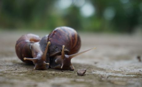 How Snail Mucin Went From Beauty Oddity to Global Skincare Phenomenon
