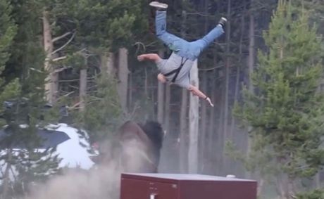 WATCH: Yellowstone Bison Launches Grandfather Into the Air in Terrifying Attack