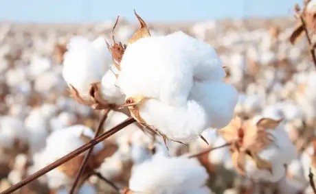 Zimbabwe Introduces Hybrid Cotton Seeds to Boost Agricultural Productivity