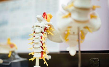 Why Spinal Health Has Become Central to Long-Term Vitality in a Sitting World