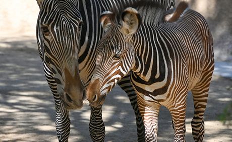 LA Zoo celebrates birth of male Grevy’s zebra foal